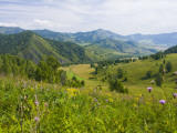 Mountains  Flower-Filled Meadows  and Farmland of the Altai Republic at Altayskiy