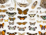 Butterfly Collection at Finca Hartmann