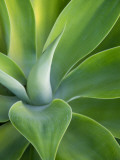 Green Succulent Plant at Botanical Gardens