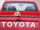 Dog Waiting on Back of Ute