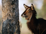 Adult Female Waterbuck (Kobus Ellipsyprimus)