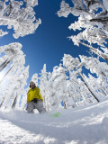 Snowboarder Going Through Trees in Powder Snow at Hoodoo Ski Resort