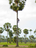 Collecting Sugar Palm Sap in Rice Fields North of Phnom Penh