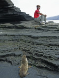 Sea Lion Cub Watching Visitor on Eroded Lava Rocks at Puerto Egas