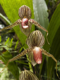Rotschilds Slipper Orchid (Paphiopedilum Rothschildianum)