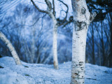 White Trees and Snow at Mount Moiwa Lookout