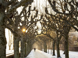 Man on Path in Park in Winter