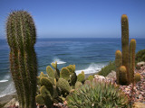Cacti in Gardens of Fellowship of Self Realization with Pacific Ocean Beyond
