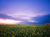 Derelict House in Canola Field