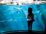 Young Child Gazing at Fish at Osaka Aquarium