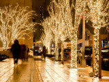 Trees Decorated with Lights at Night