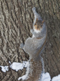 Squirrel on Tree Trunk in Central Park