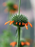 Flower known Locally as Flor De Cardo