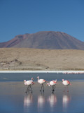 Andean Flamencos (Phoenicopterus Andinus) at Laguna Canapa  Chiguana
