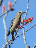 Gila Woodpecker (Melanerpes Uropygialis)