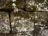 Squirrel on Rock Wall  Mount Hakodate