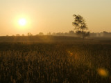 Field at Sunrise