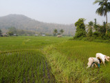 Tending to Rice Fields Outside Pha Bong