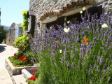 Butterflies on Lavender Bush by Main Square
