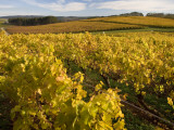 Autumn in the Tamar Valley Vineyards