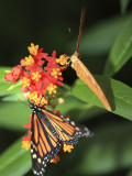 Butterflies Including Monarch Butterfly (Danaus Plexippus)