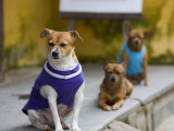 Dogs Wearing Outfits