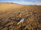 Feather on Cracked Playa of Alvord Desert