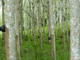 Rubber Trees
