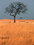 Lone Tree in Grassland