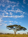 Acacia Trees under Blue Sky with Clouds