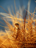 Lizard on Spinifex Grass