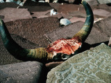 The Mantra " Om Mani Padme Hum " Appears on Skulls as Well as Mani - Lhasa  Tibe