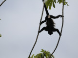 Male Mantled Howler Monkey (Alouatta Palliata) Splayed in Tree