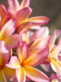 Plumeria or Frangipani