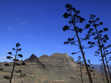 Stems of Agave Plants with Talayon De La Cogolla Mountain Beyond