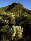 Flora on Hillside of Tucson Mountain Park