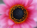 Flower Detail