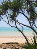 Vestey's Beach Through Pandanus Palms