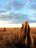 Termite Mounds on the Nifold Plain