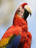 Scarlet Macaw (Ara Macao)
