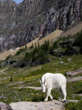 Mountain Goat (Oreamnos Americanus)