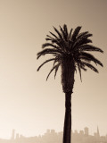 Palm Tree and Skyline