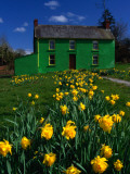Brightly Painted Farmhouse with Yellow Daffodils Growing in the Garden  Crookstown  County Cor