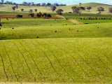 Overhead of Farmland  Blayney  Mid-Western Nsw