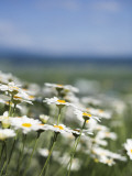 Daisies at Lavender Farm in Furano
