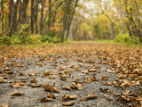 Dirt Road with Autumn Leaves  Near Uenae