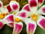 Cloud Forest Orchids (Maxillaria Ampliflora)  Highlands