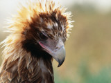 Portrait of a Young Wedge-Tailed Eagle