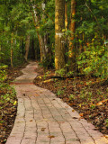 Pathway Leading Through Trees