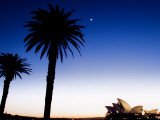 Sydney Opera House at Dawn with Trees in Silhouette
